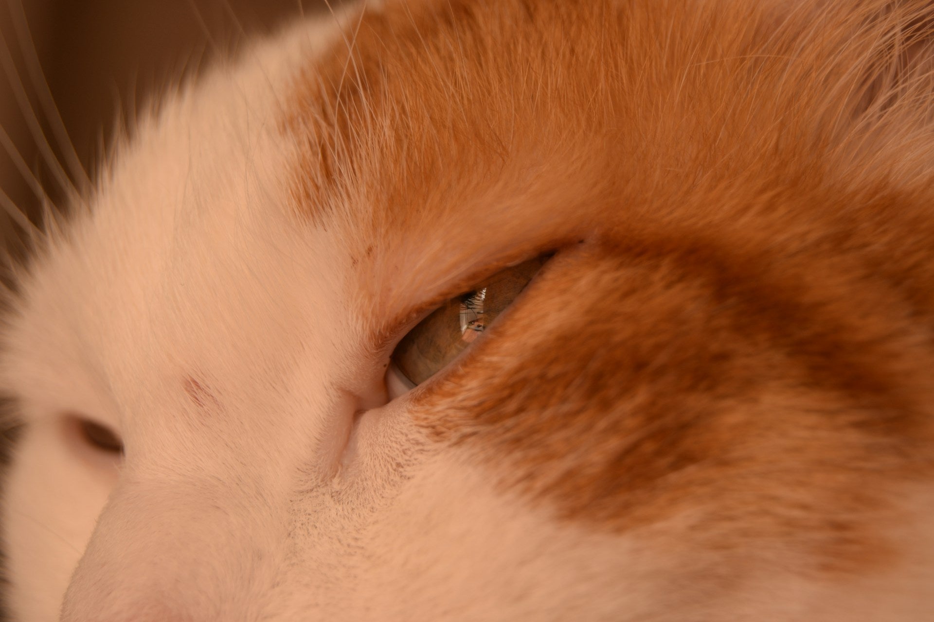 Conjonctivite du chat : causes, symptômes, traitement
