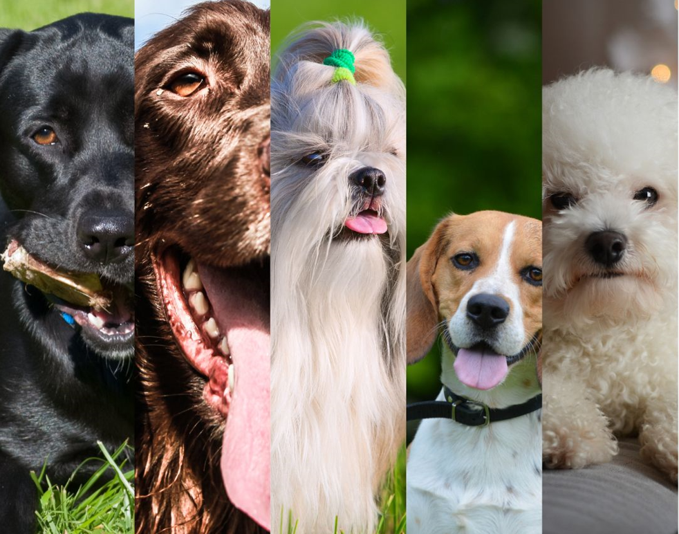 top 7 chiens mignons