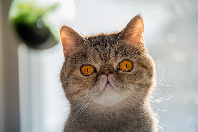exotic shorthair