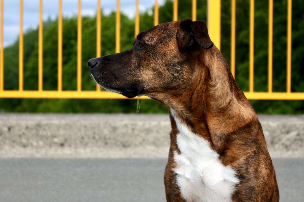 La démodécie chez le chien