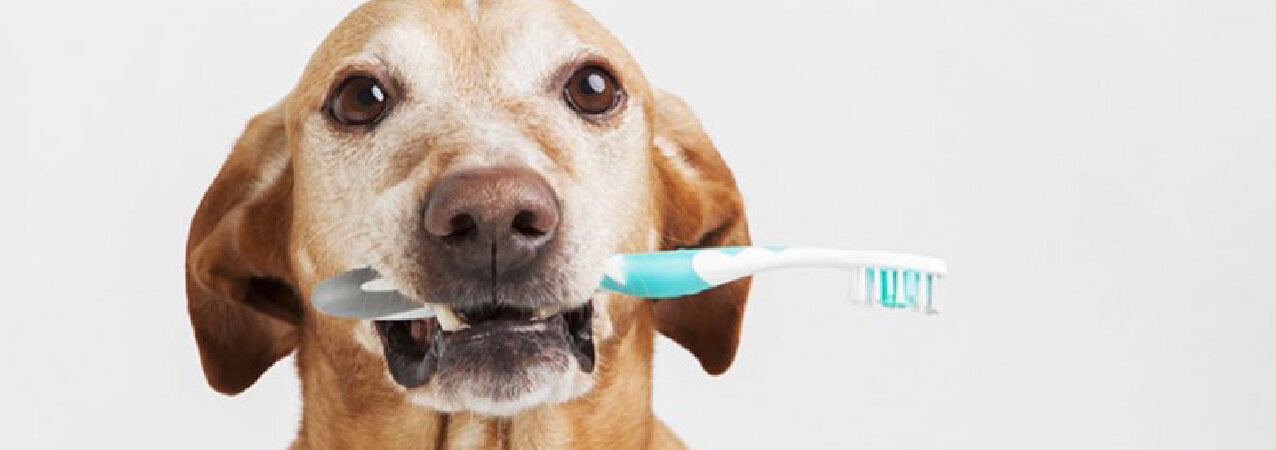 hygiène dentaire chien vetocanis