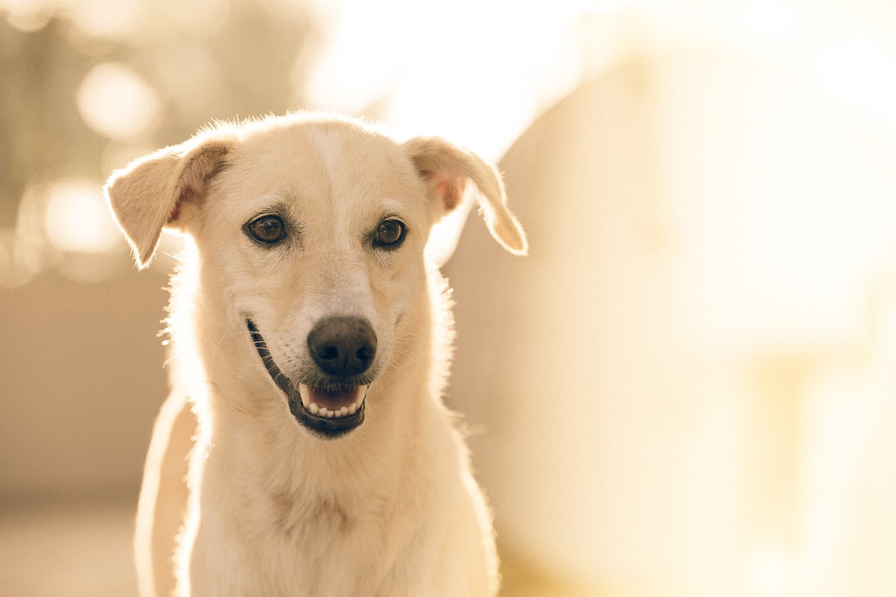 vers plats chien