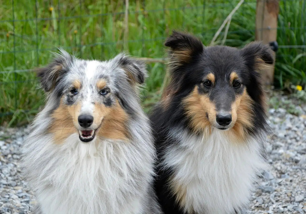chien male femelle