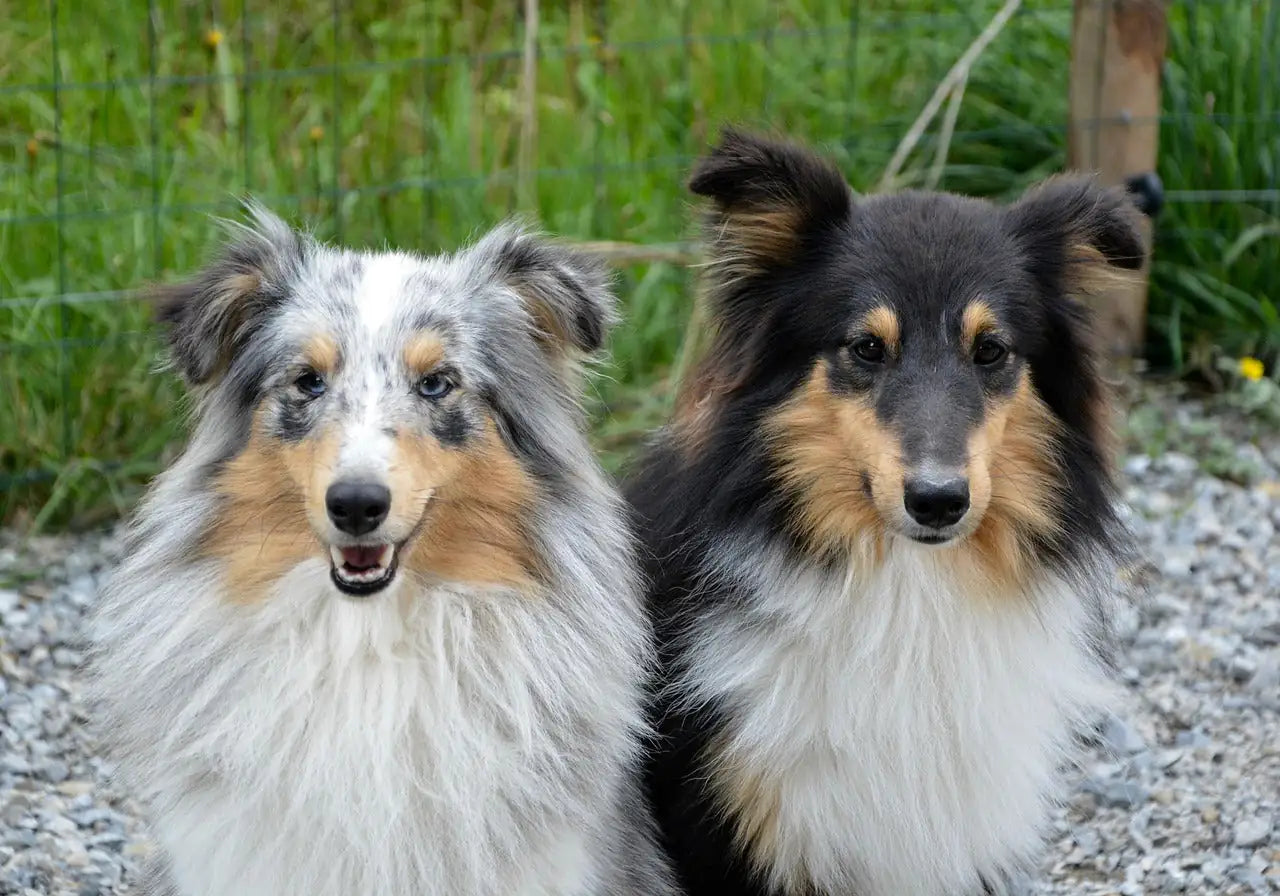 chien male femelle