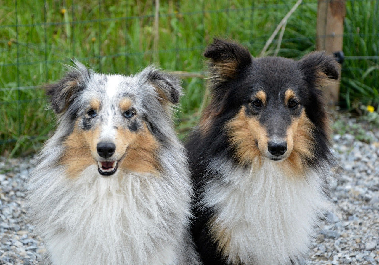 chien male femelle