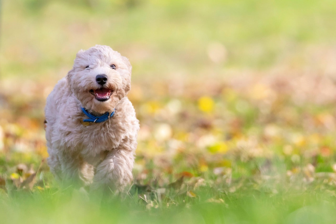 Tout savoir sur le diabète chez le chien