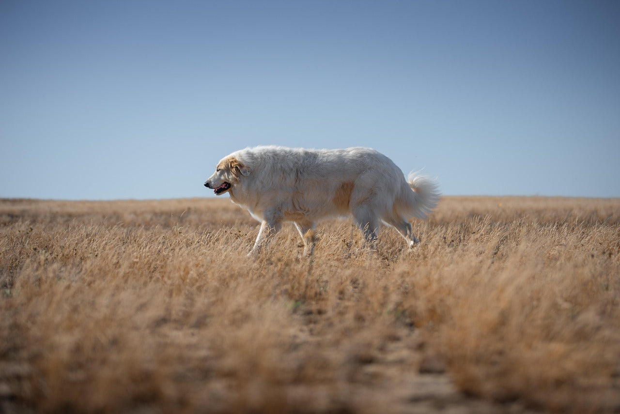 Dysplasie des hanches chez le chien : causes et traitements
