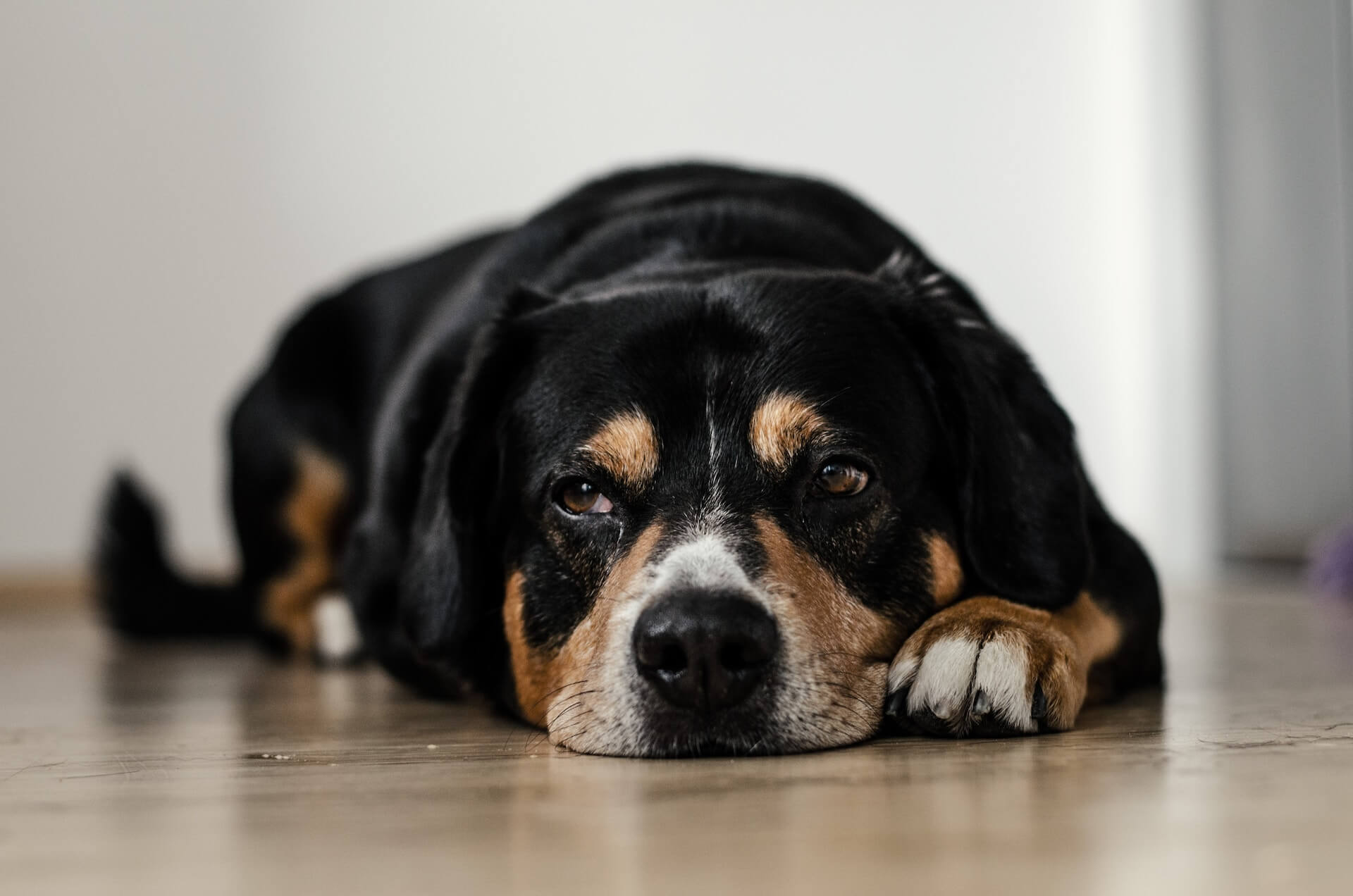 Pourquoi mon chien tremble ?