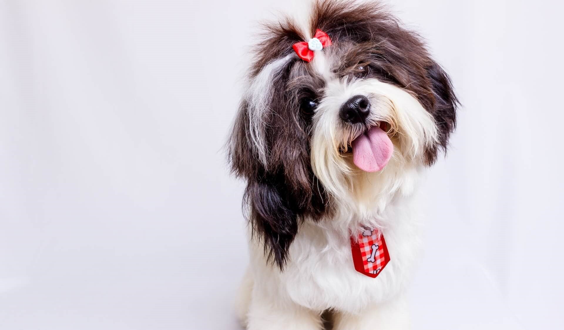 Comment laver son chien avec un shampoing sec ?