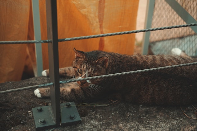 La gestation chez la chatte