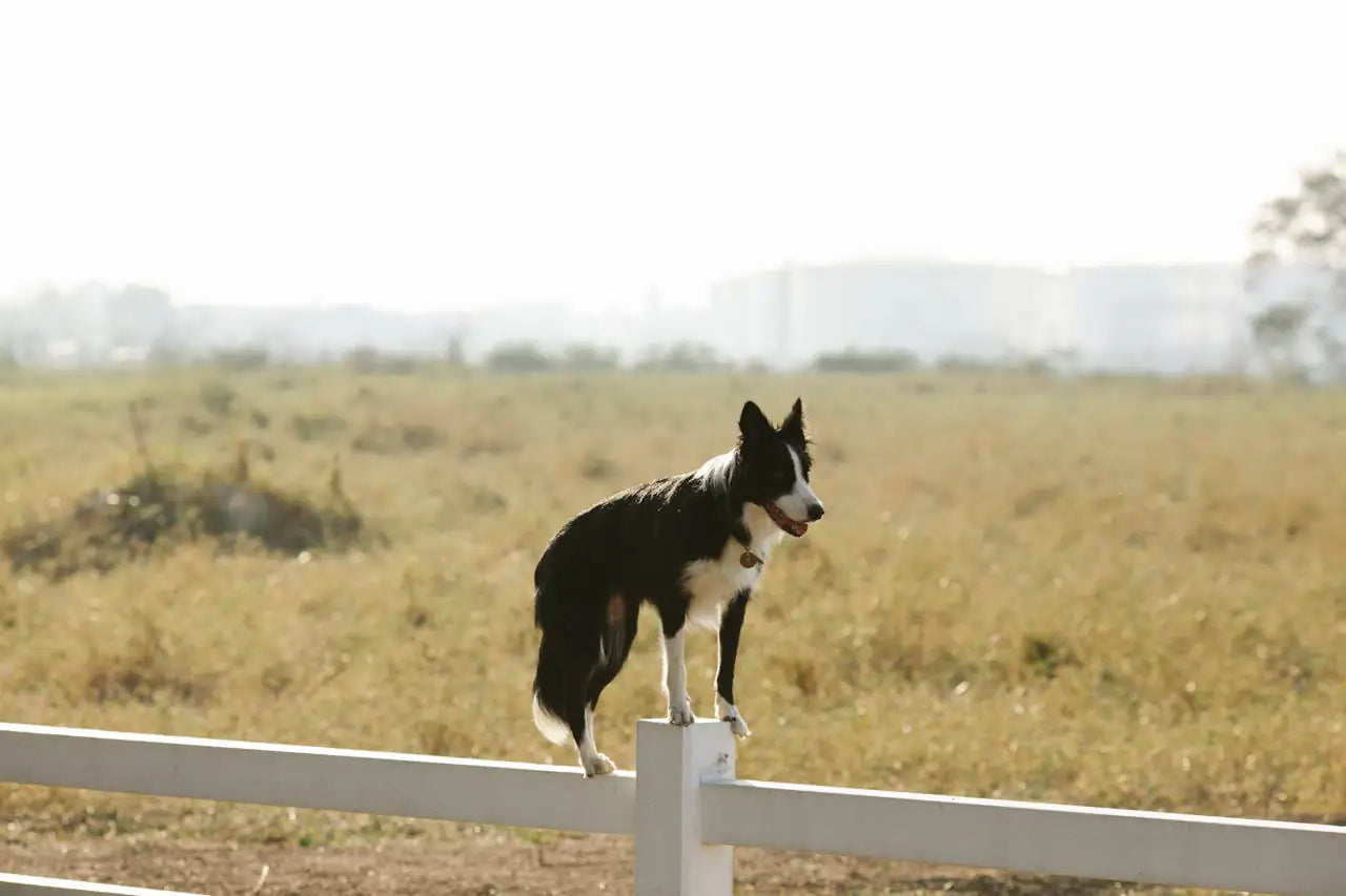La gestation chez la chienne
