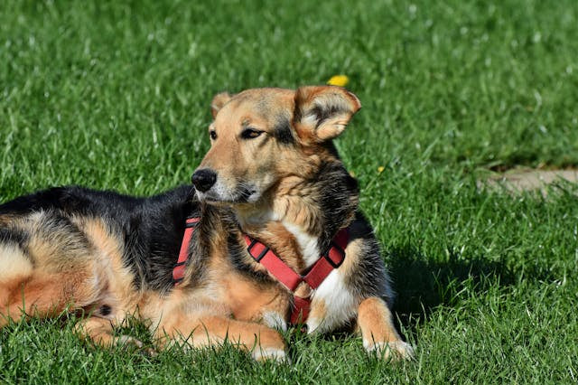 Hernie discale chez le chien