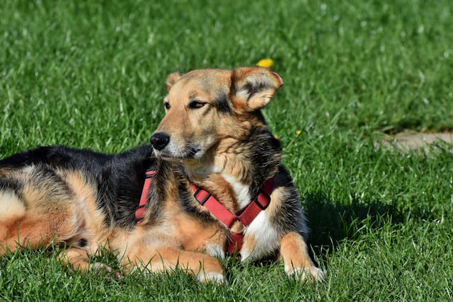 Hernie discale chez le chien
