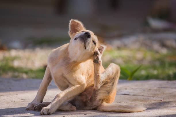 chien qui se gratte