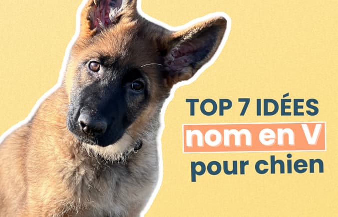 Quel nom donner à un chien en 2024 ?