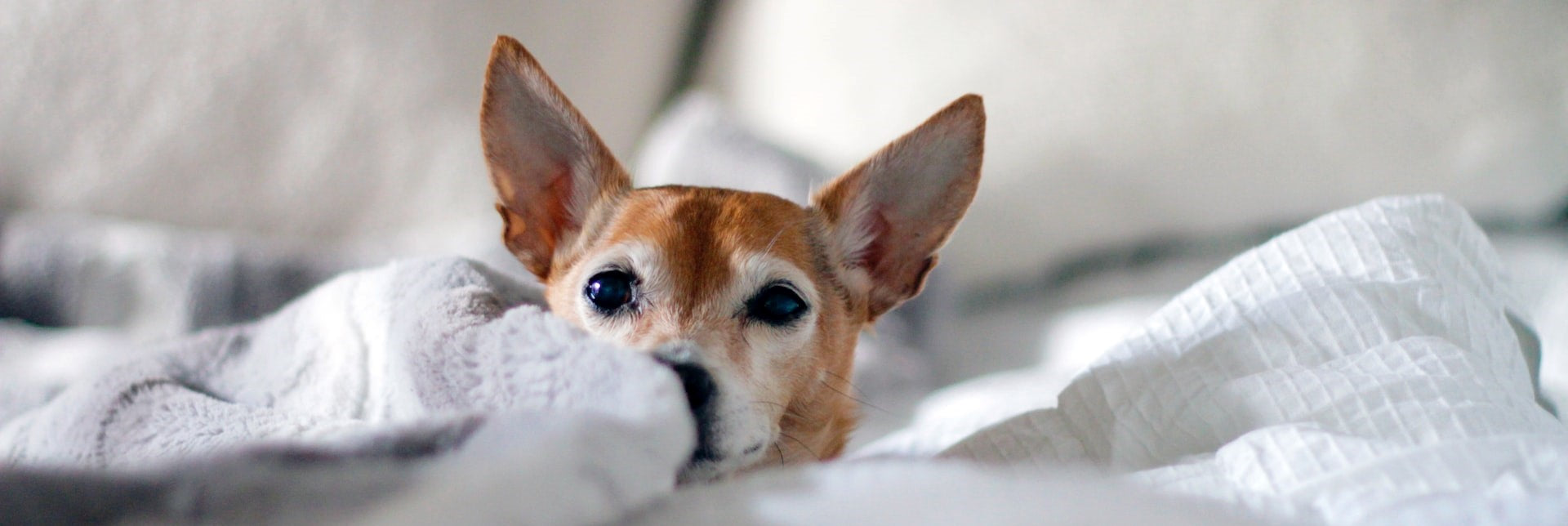 Othématome chez le chien