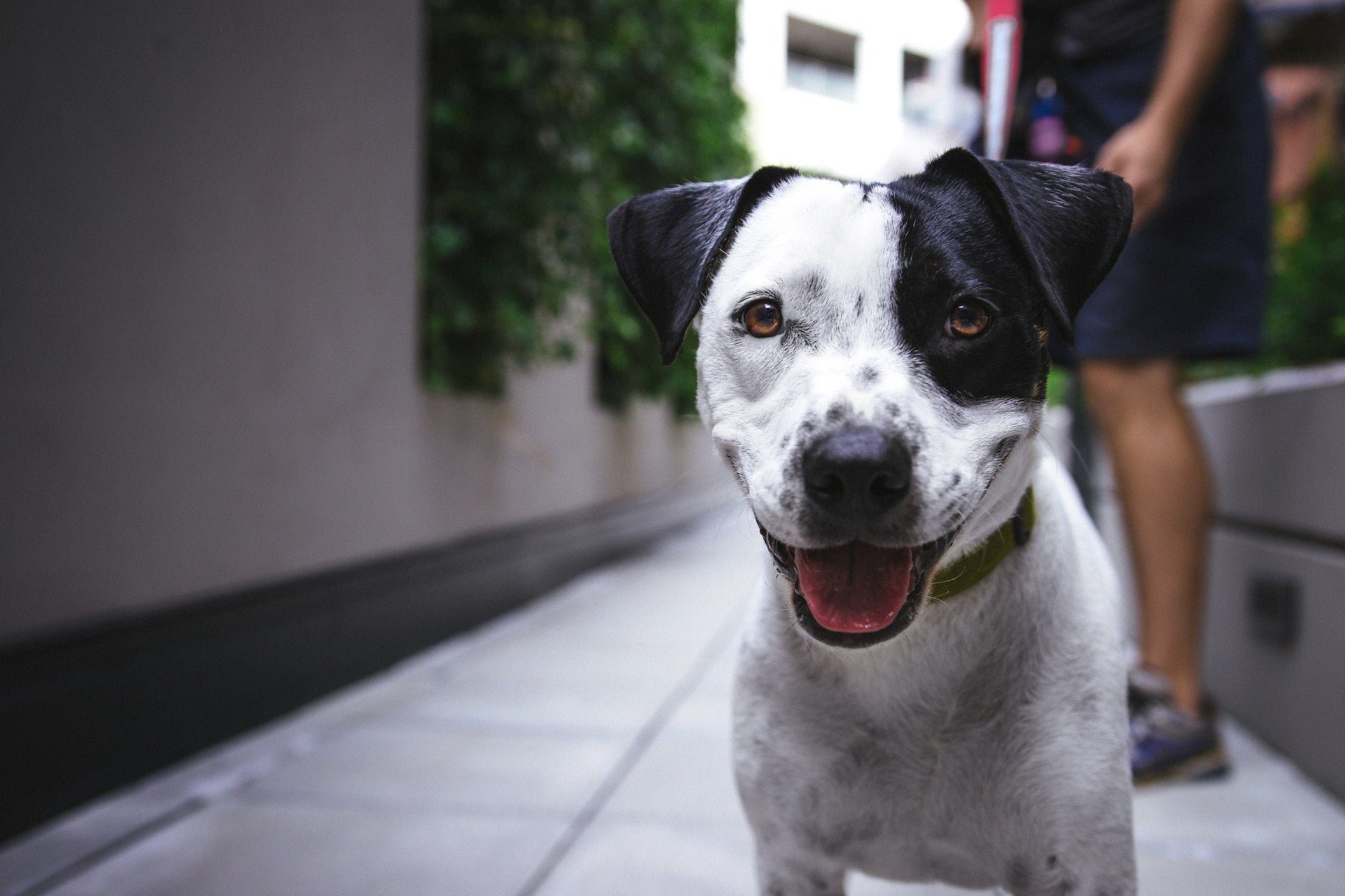Dermatite du chien