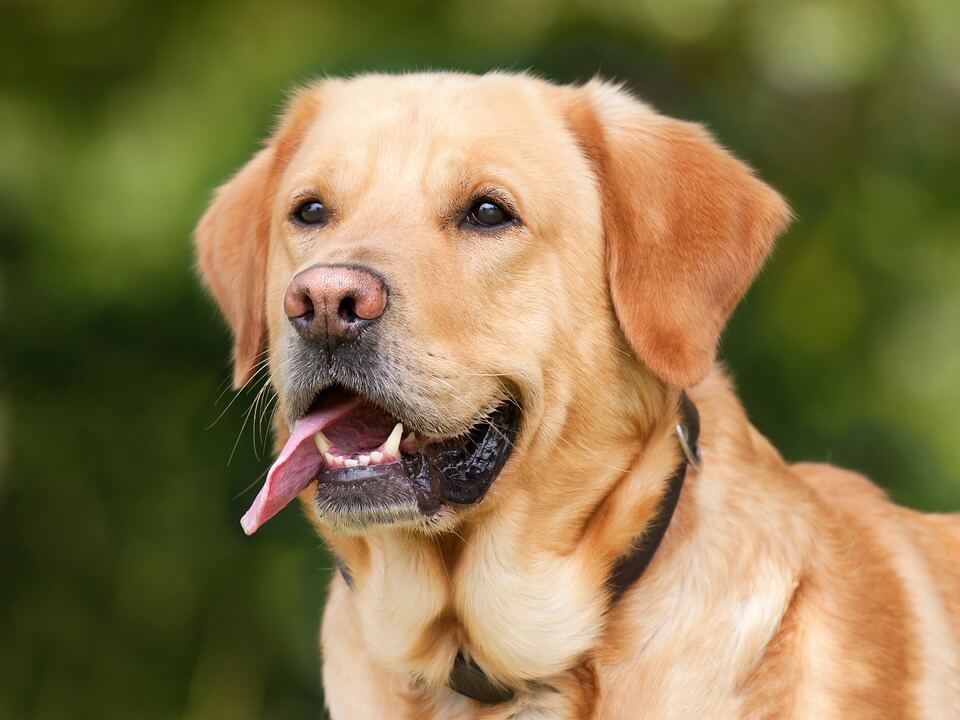 Chien Labrador Retriever Ki Kalonek Tonnerre de brest Chien Labrador Retriever Ki Kalonek Tonnerre de brest