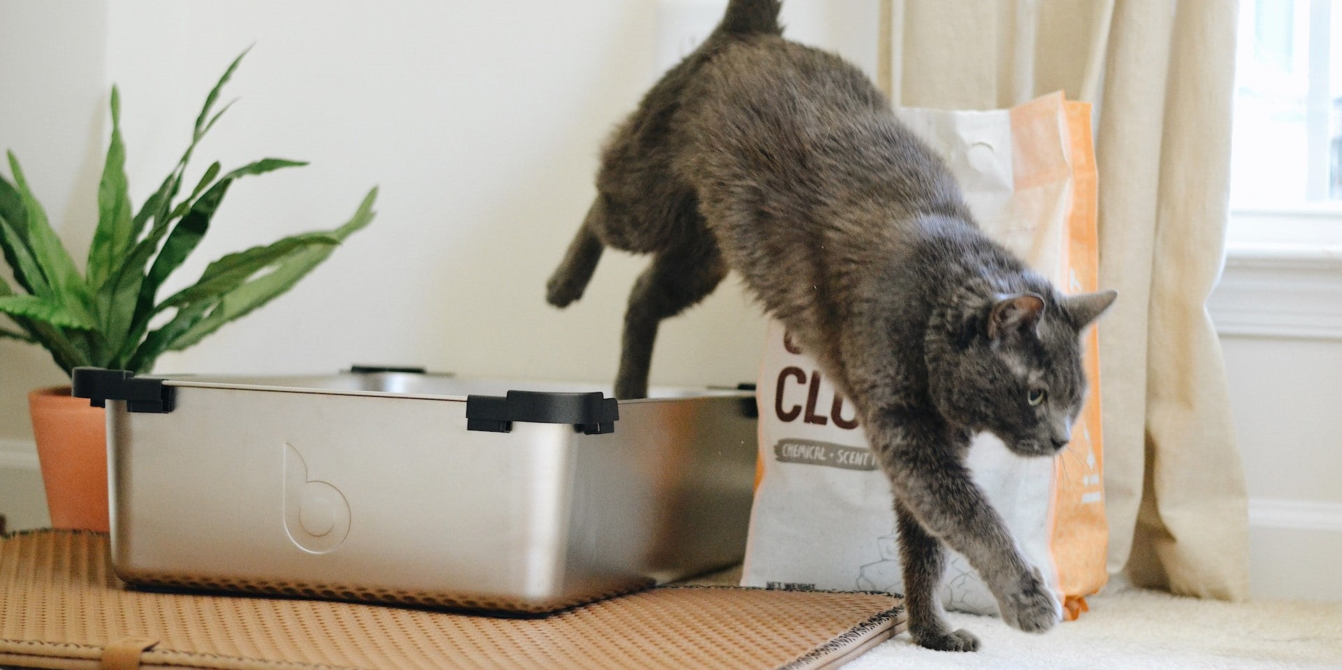 Quelle est la meilleure litière pour chat ?