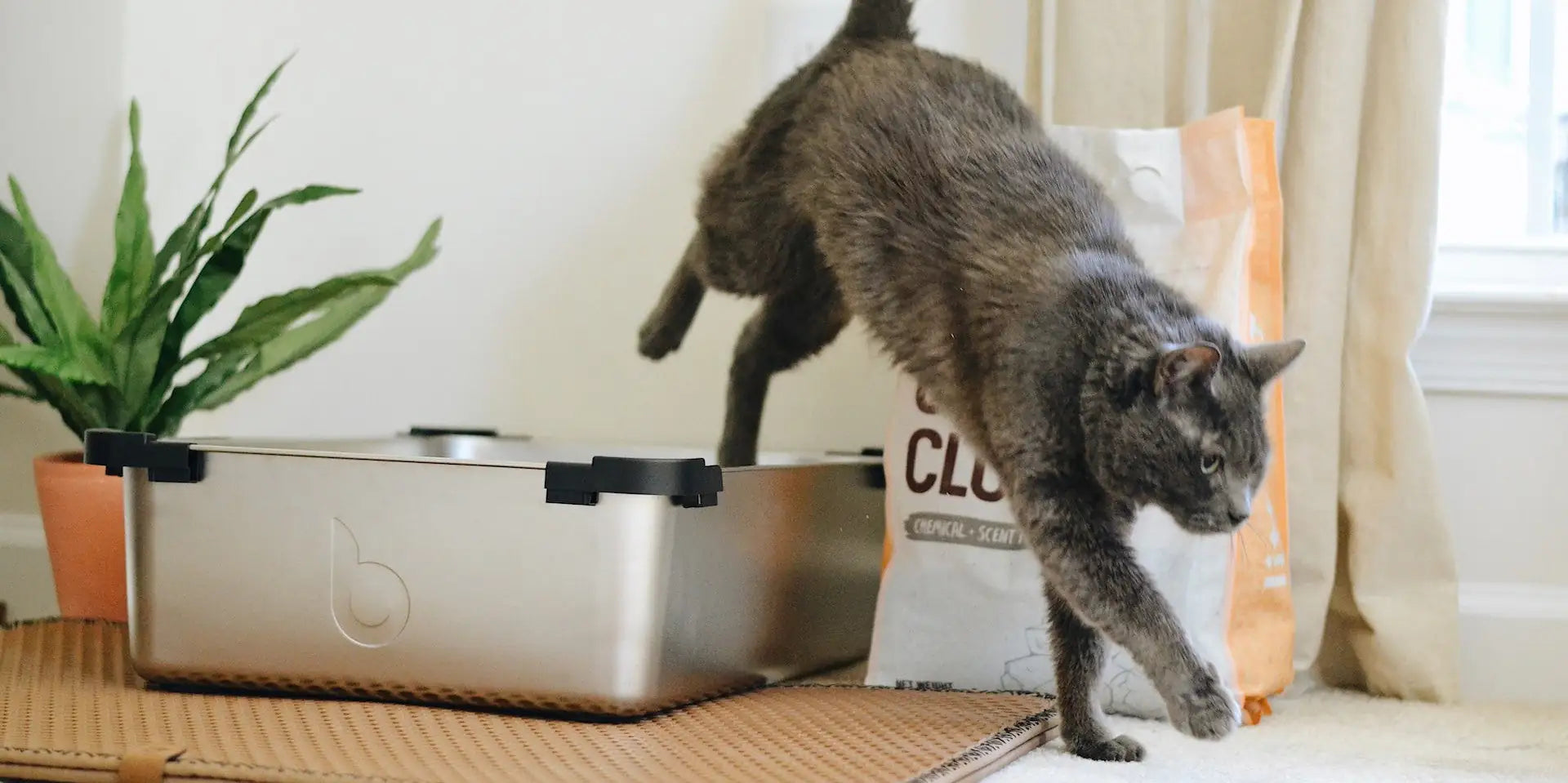 Quelle est la meilleure litière pour chat ?
