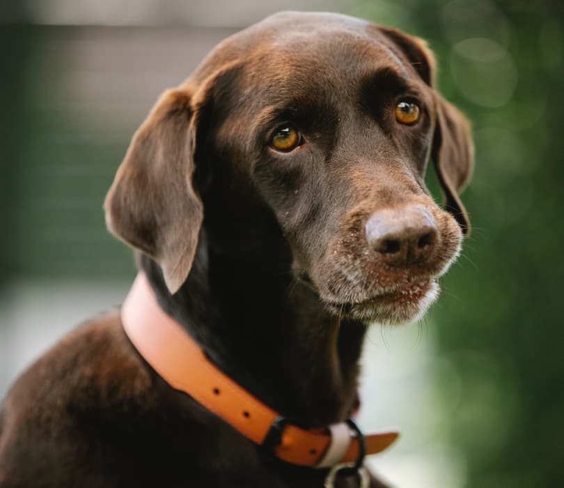 Colliers coercitifs pour chien : enfin leur interdiction ?
