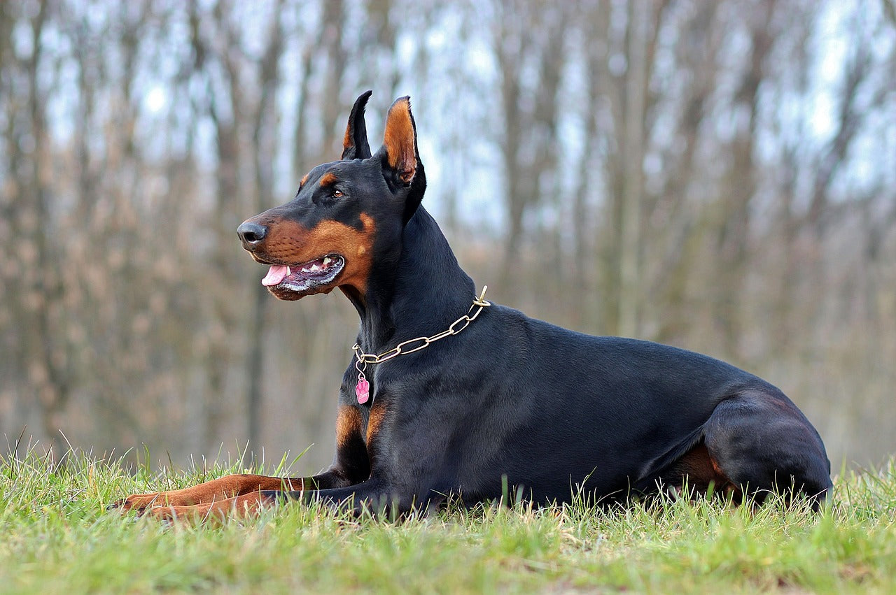 doberman chien de garde