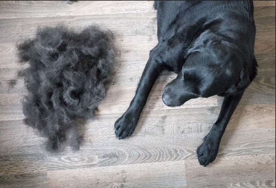mue chez le chien