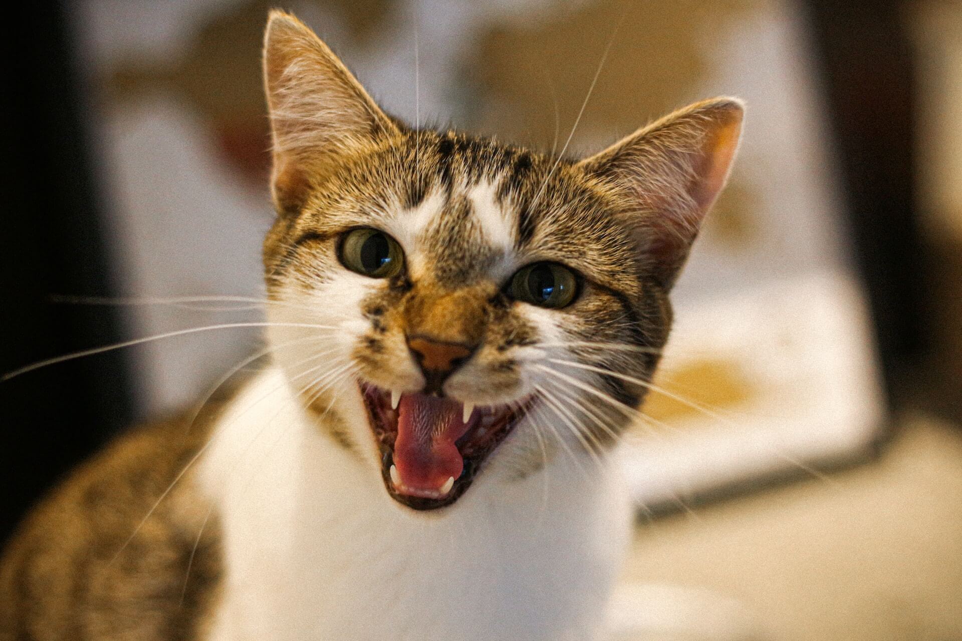 chat 