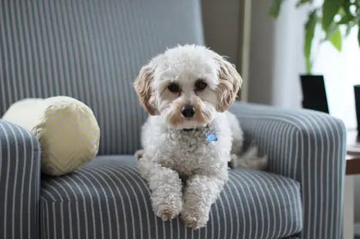 Les meilleurs noms de chien en A pour 2025