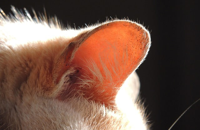 L’otite chez le chat : symptômes, causes et traitement