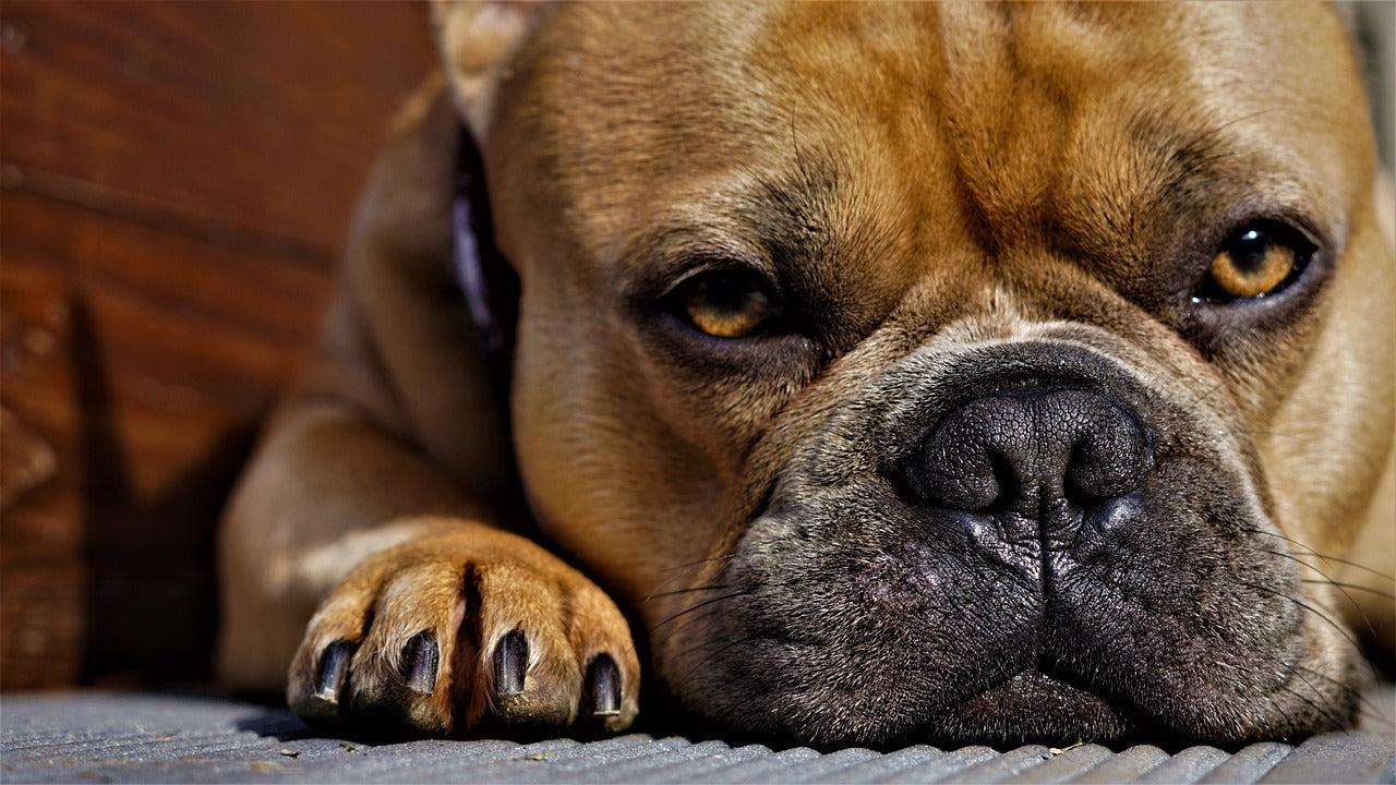 Conjonctivite chez le chien