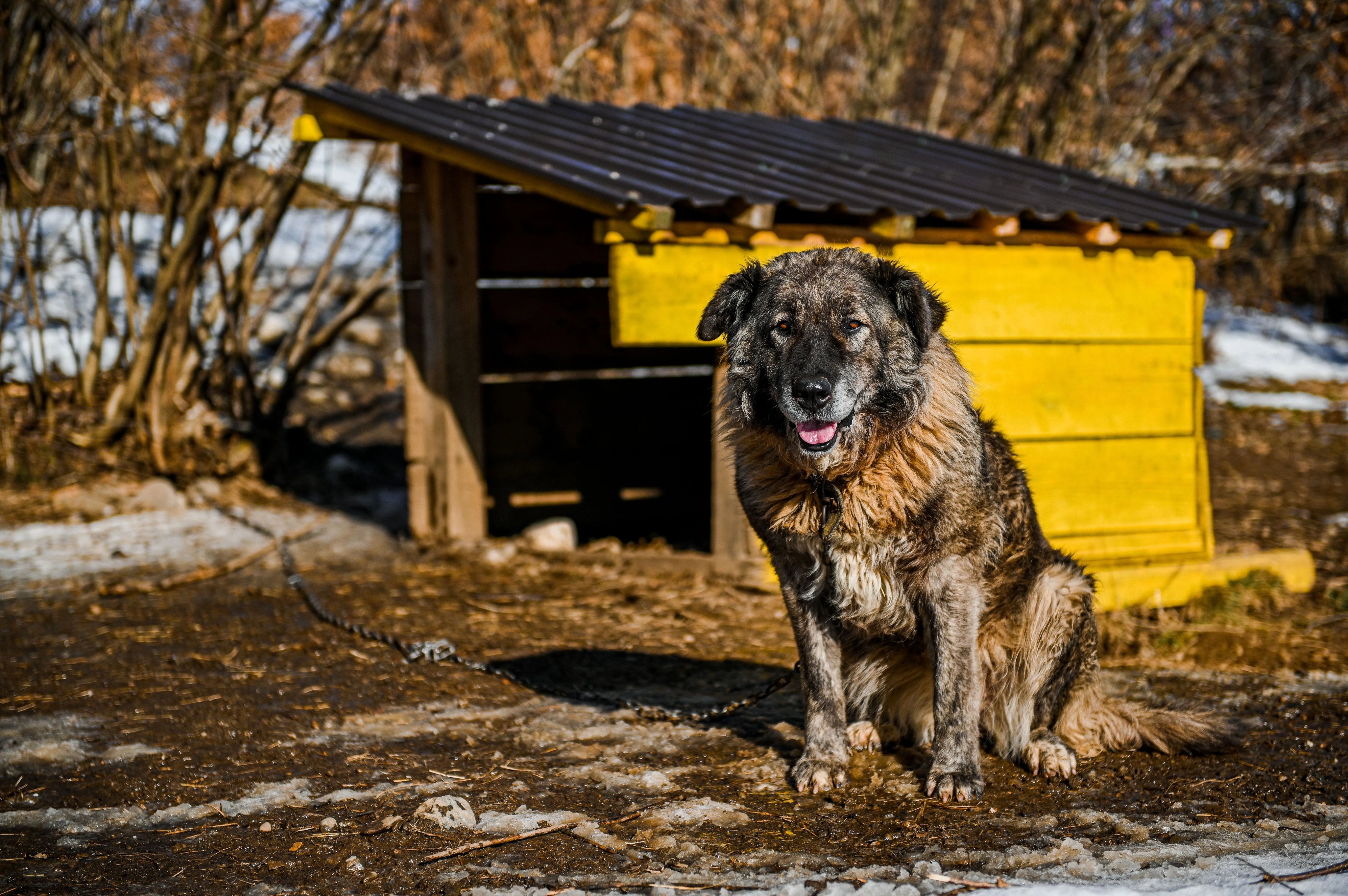 La toux du chenil chez le chien : symptômes, traitement et prévention