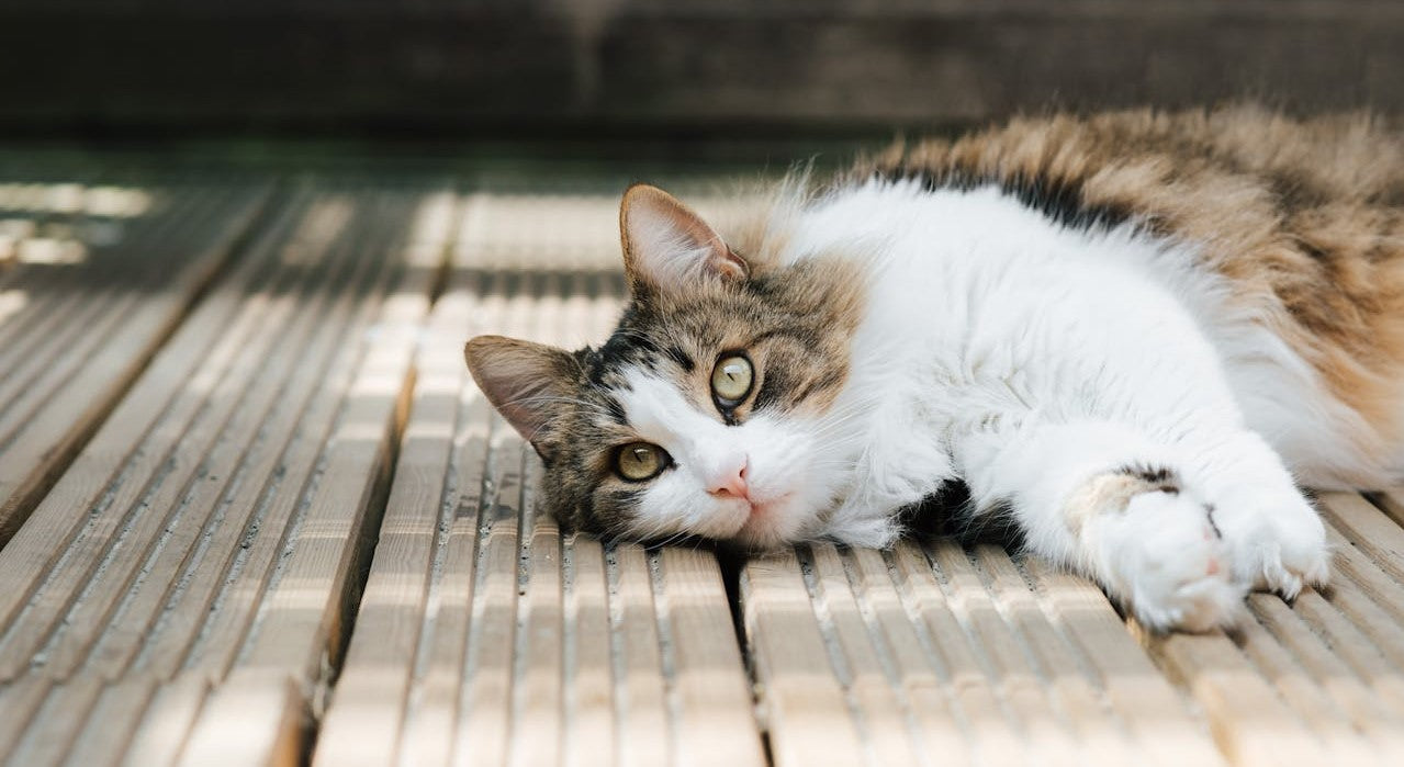 Les Vers du Chat en Forme de Grain de Riz