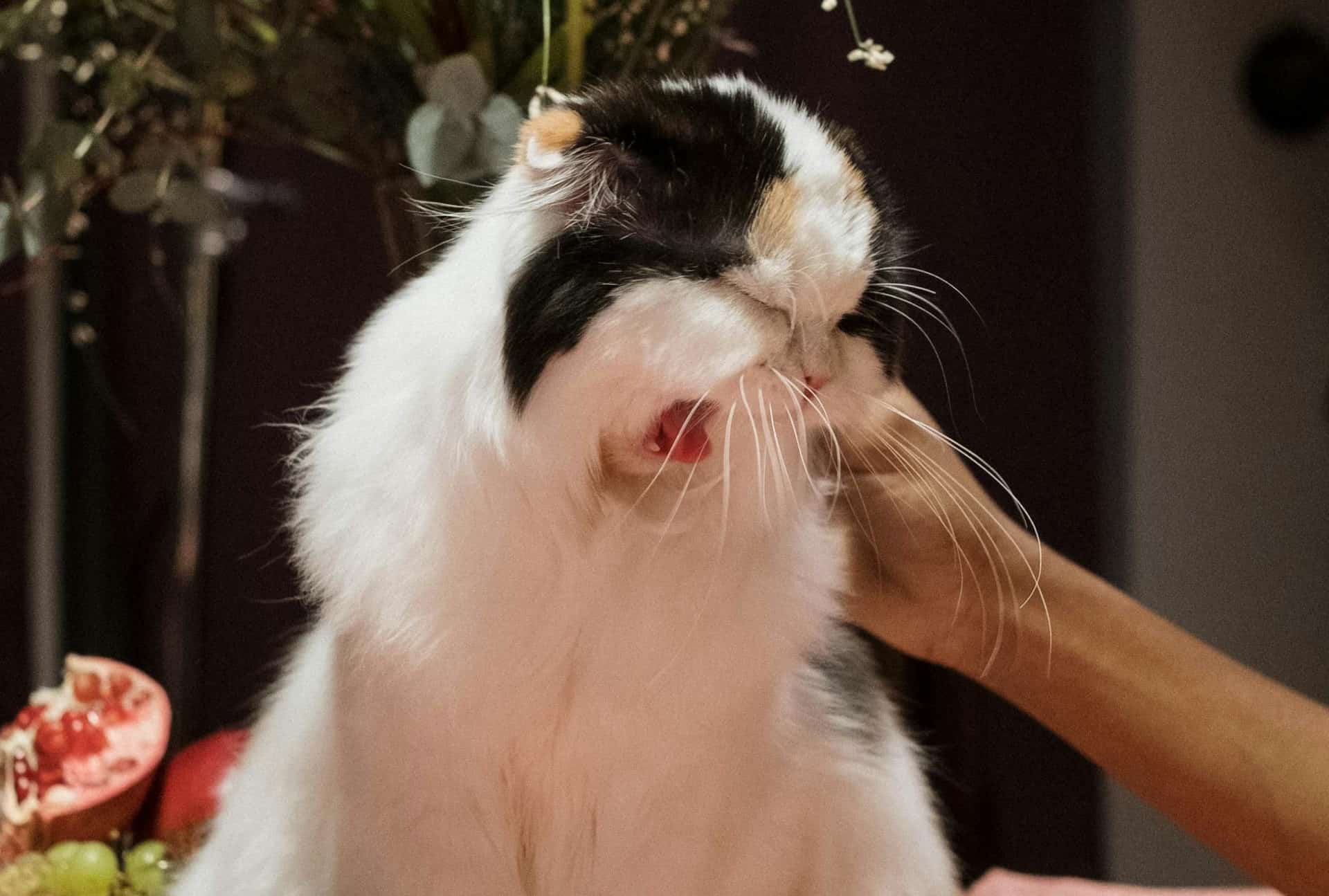 Mon chat éternue : Pourquoi ? Que faire ?