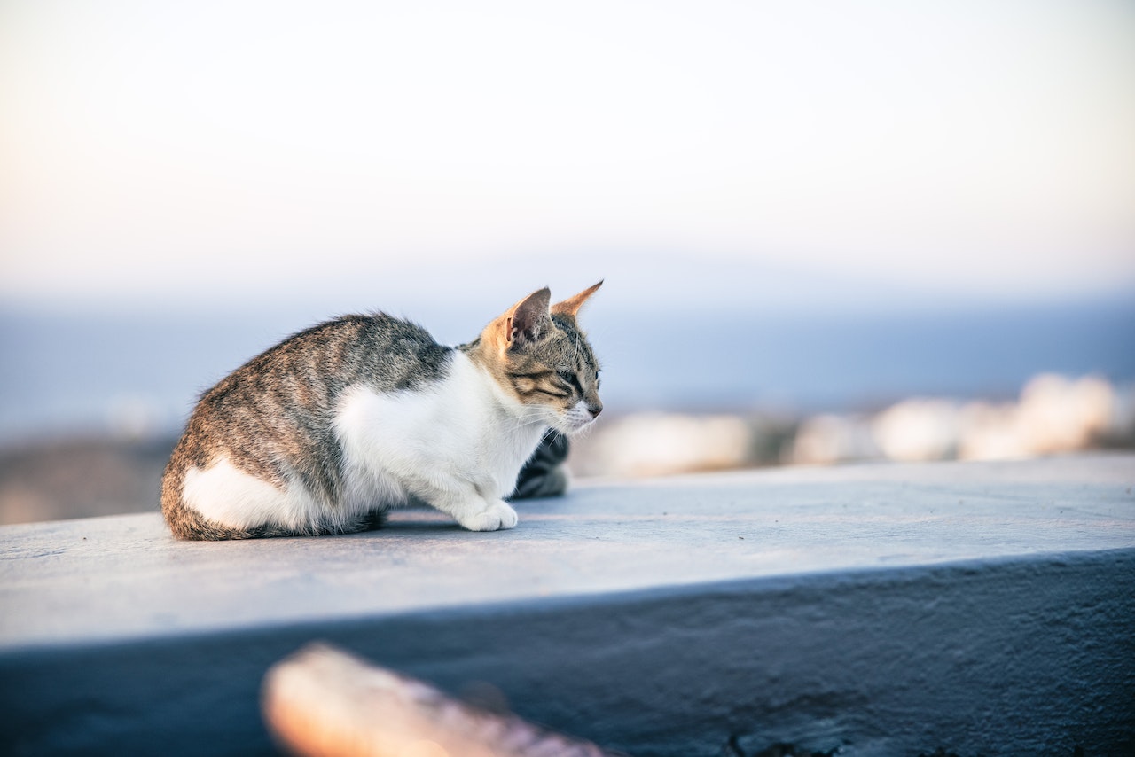 chat typhus