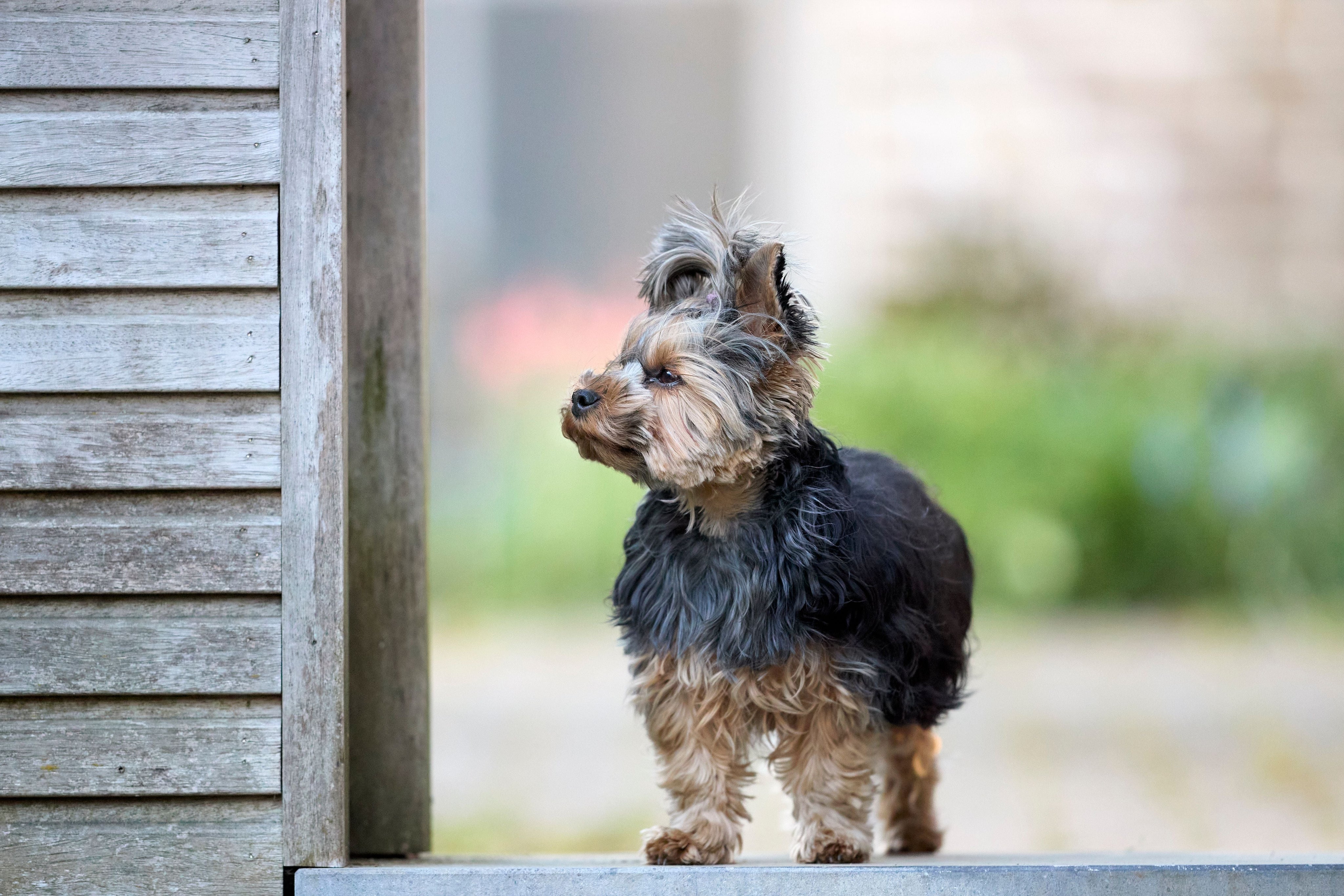 Comment entretenir le poil de mon chien ?
