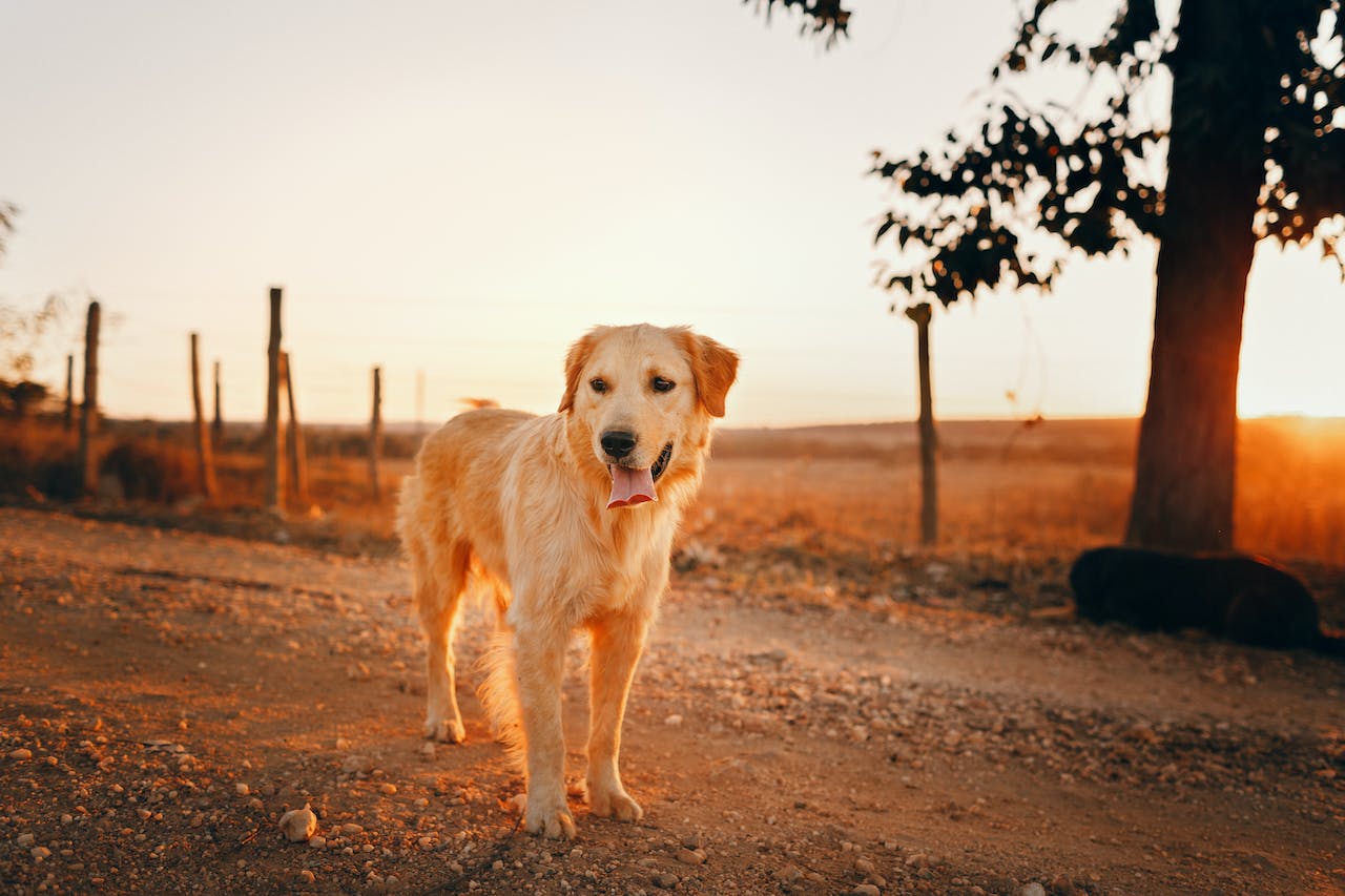 chien en balade