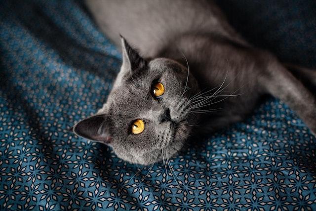 chats poils gris