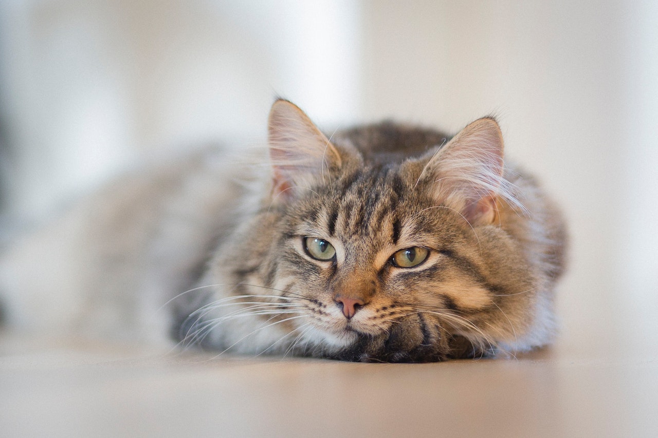 chat couché
