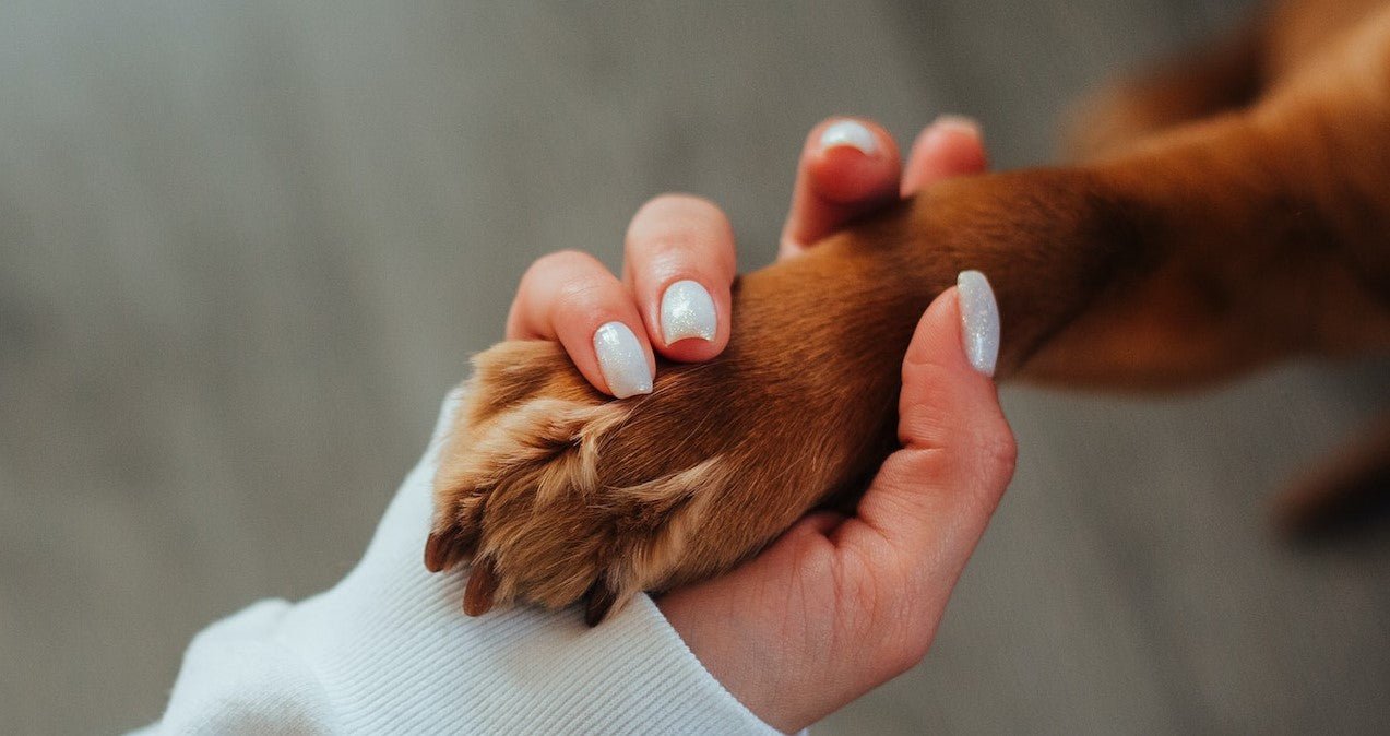 Faire le deuil de son chien