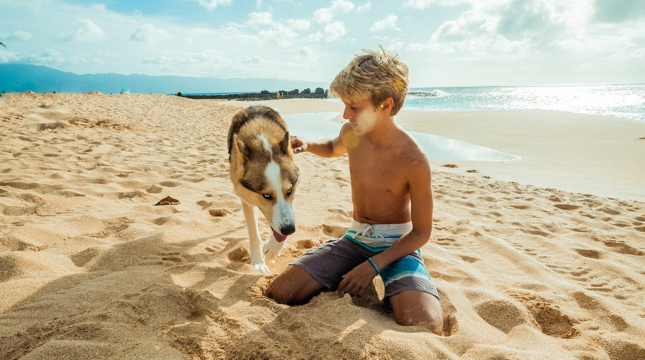 Le guide ultime pour des vacances réussies avec votre animal de compagnie