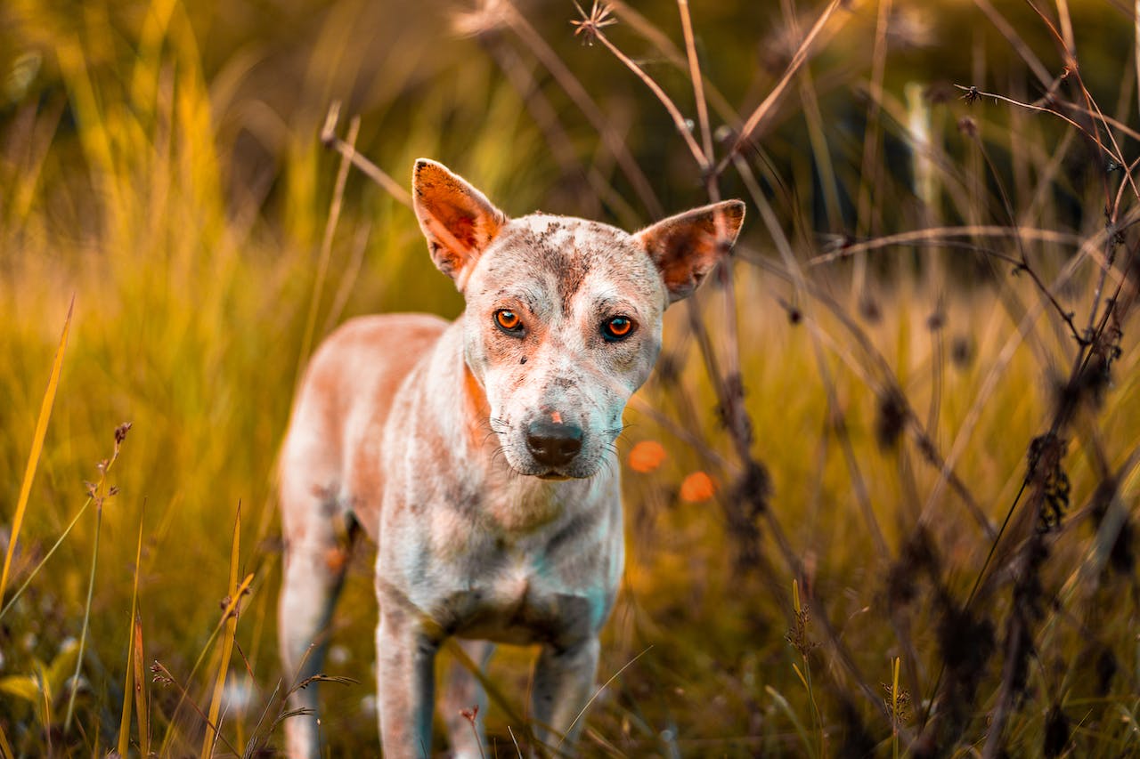 eczema chien