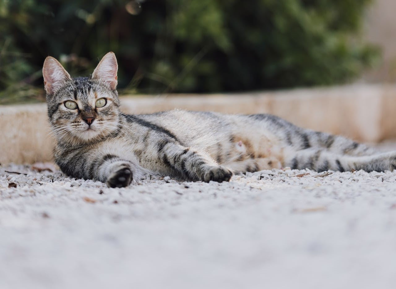 Abcès du chat : causes, symptômes, traitement et prévention