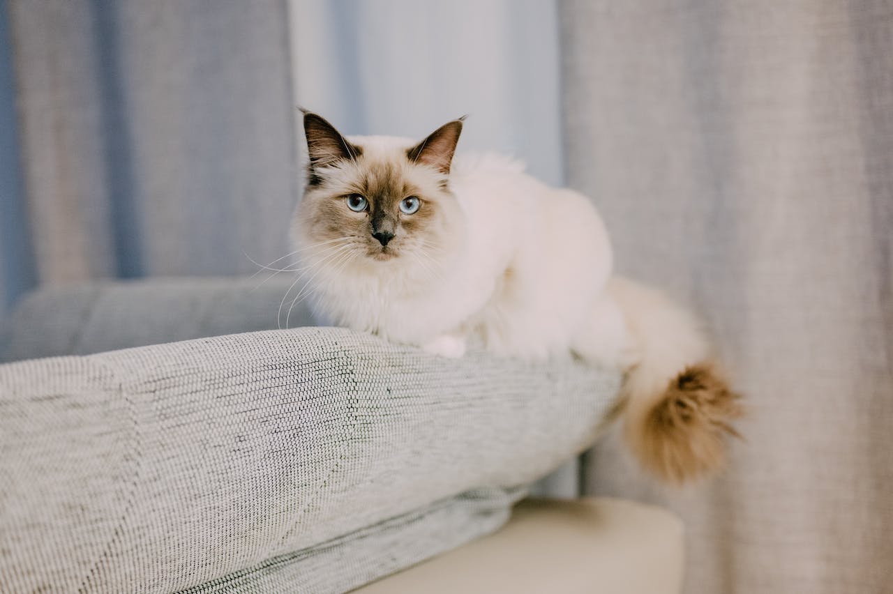 Allergie aux chats : symptômes et solutions