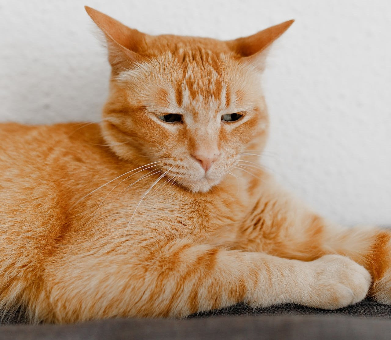 Sida du chat (FIV) : symptômes, traitement, prévention