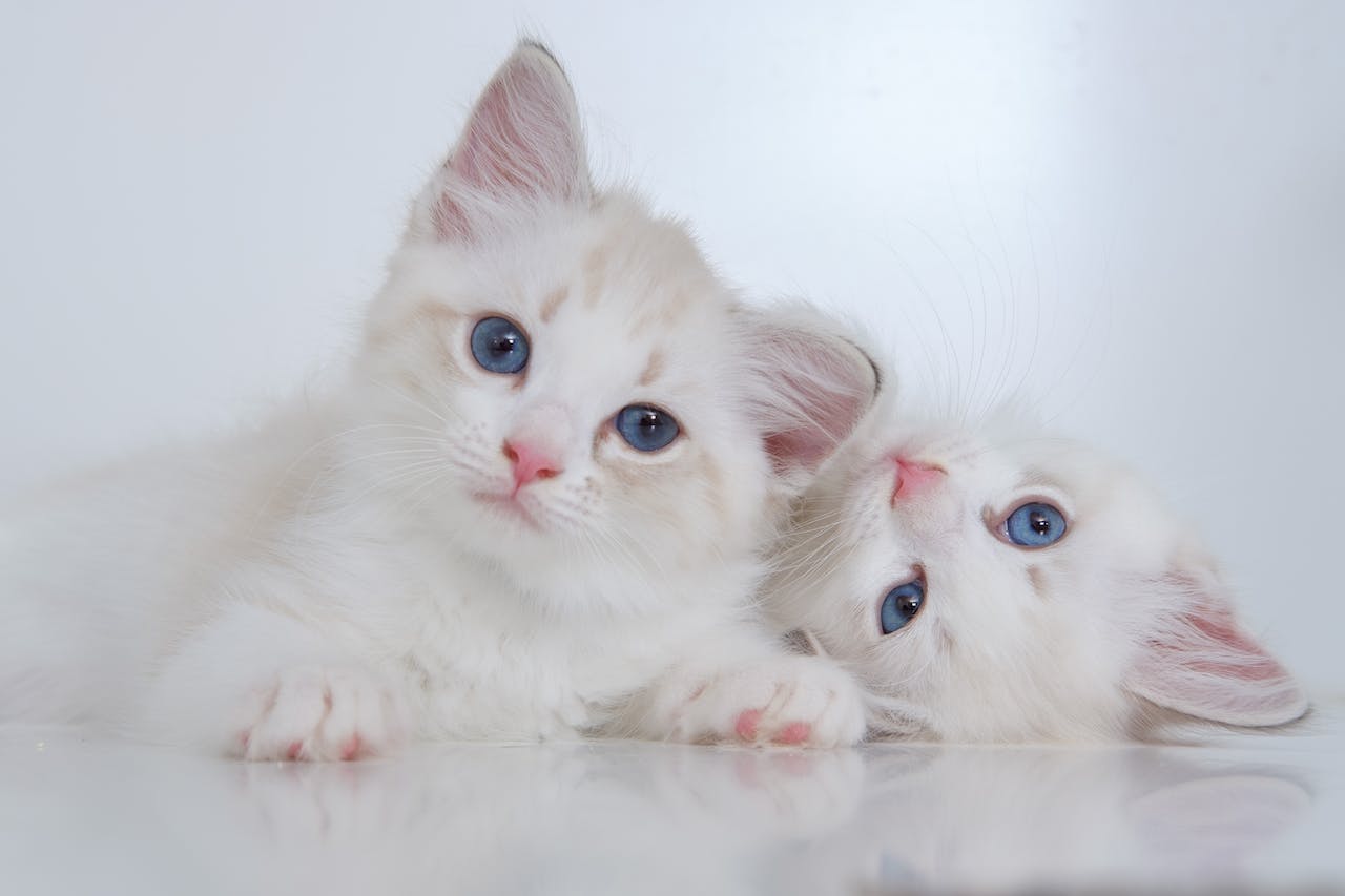 petites races chat