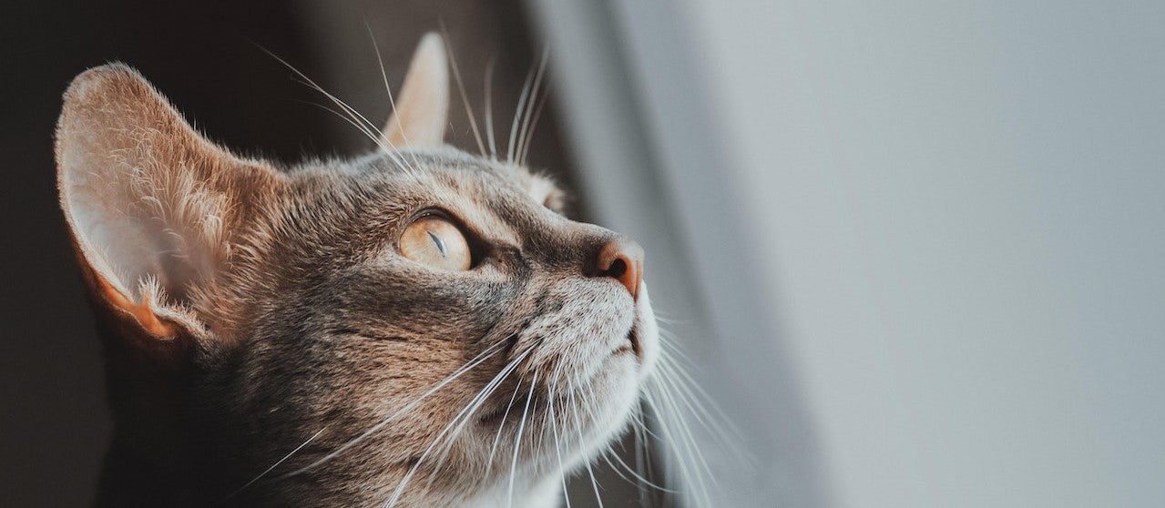 Le ténia chez le chat