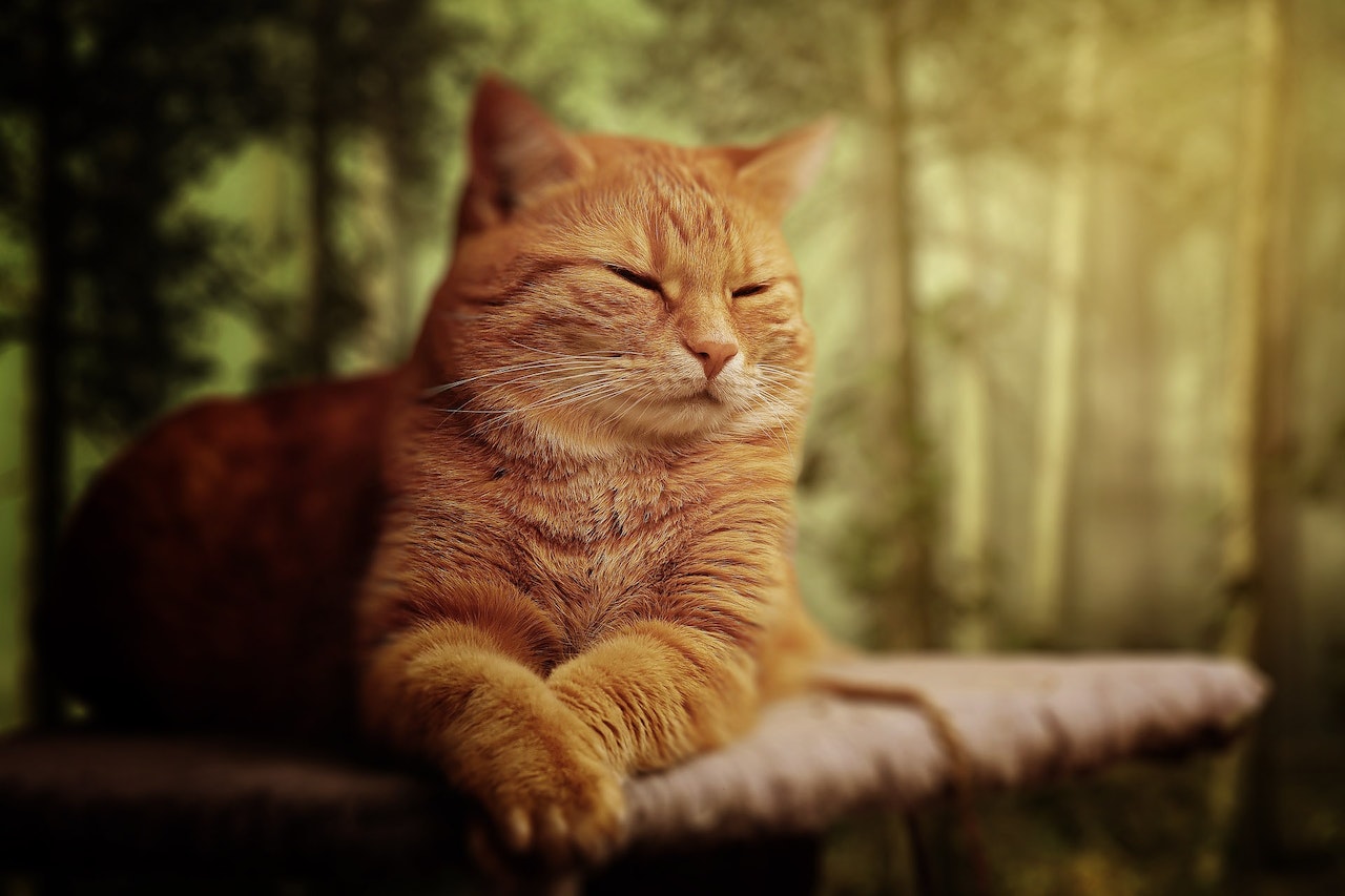 Quels répulsifs naturels pour les chats ?
