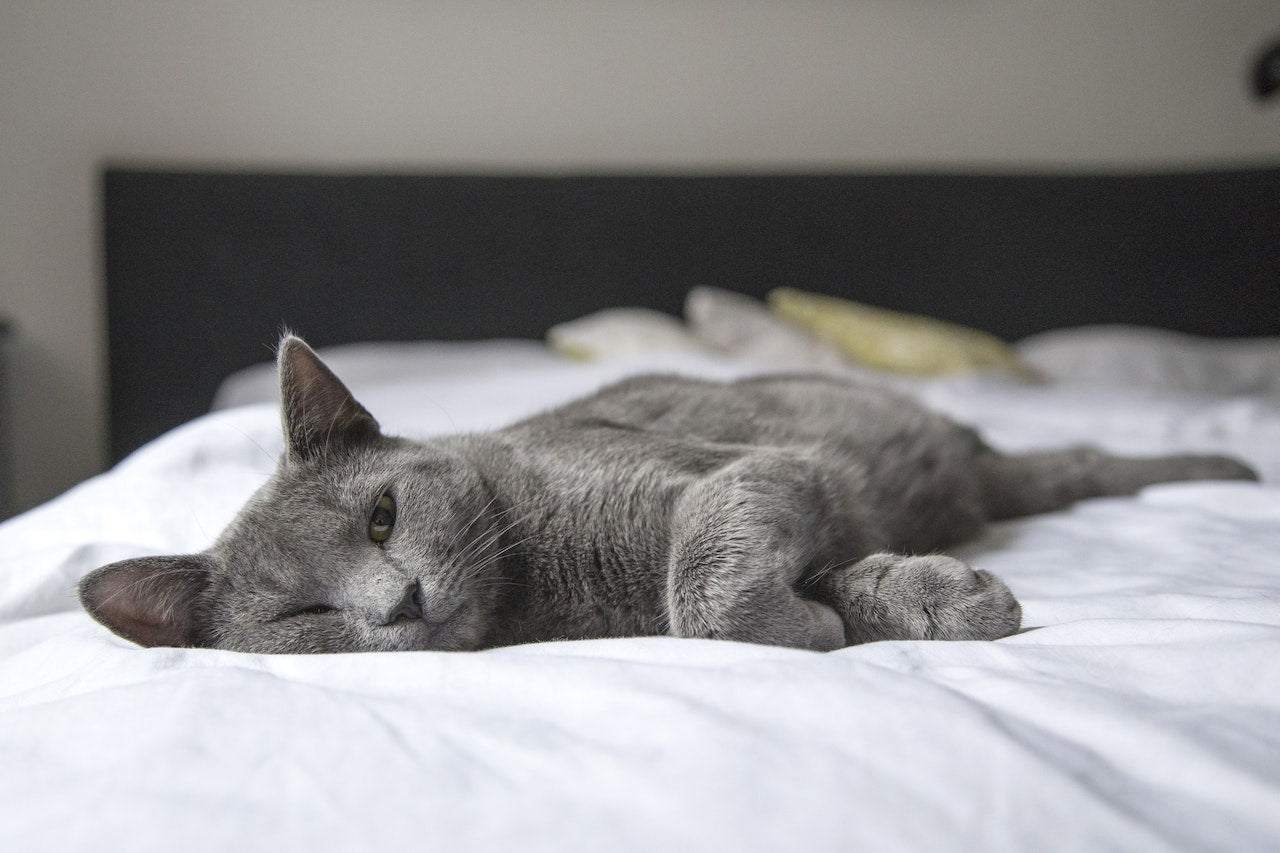 La castration chez le chat