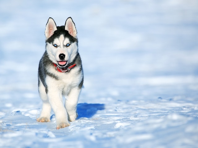 husky siberien